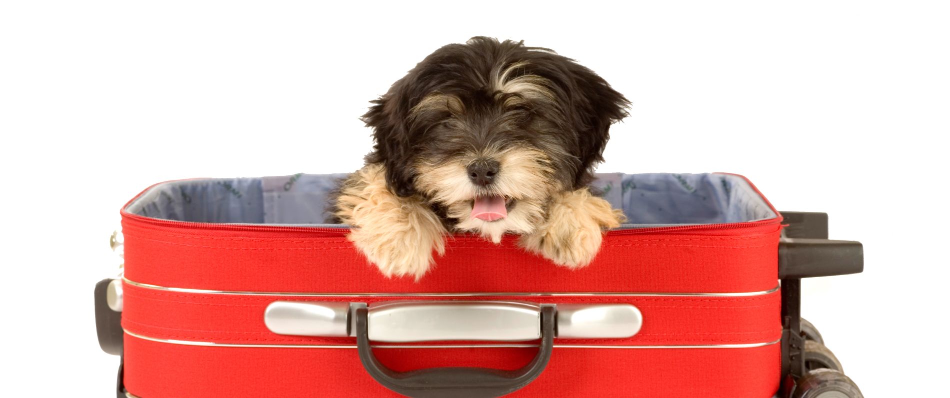 Fluffy puppy in suitcase